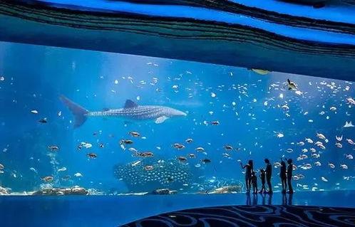 海洋王国,探索海洋王国的奇幻之旅