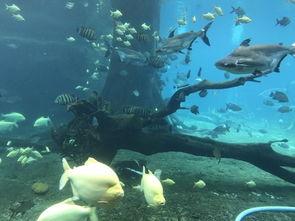 海洋王国,探索海洋王国的奇幻之旅